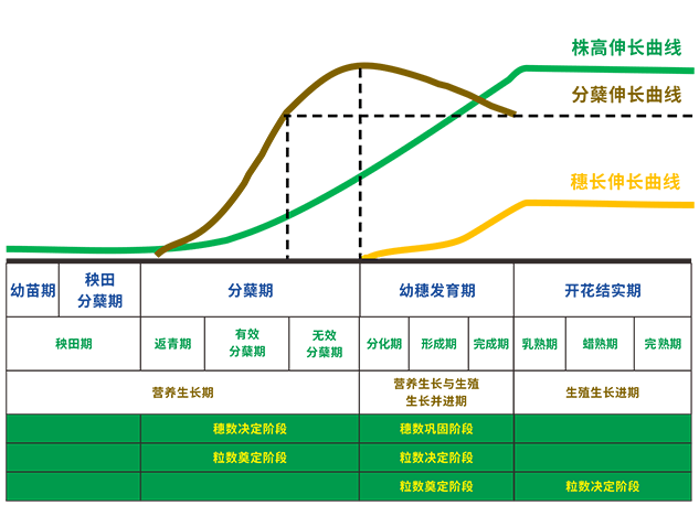 作物模型